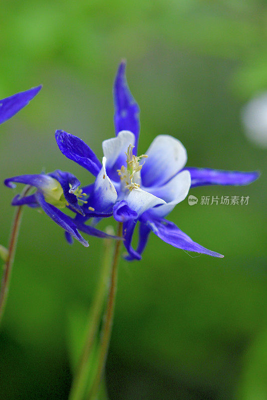 水仙花/耧斗菜花